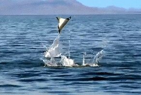 Гифки четверга