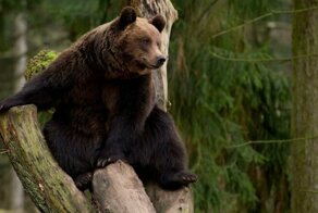 Туристы против медведей: как выжить в русском лесу?