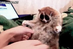 Мы в ответе за тех, кого приручили