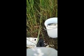 Наглый воришка решил полакомиться уловом рыбака