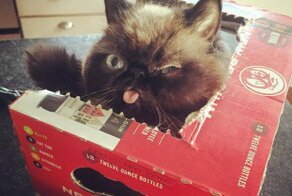 17 котов и собак, которые не слишком удачно получились на фото