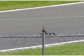 Пернатое семейство перебегает опасный участок гоночной трассы