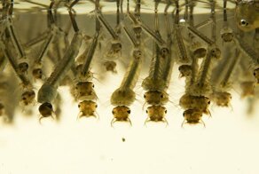 Пять этапов жизни комара: от яйца до зимовки в щелях