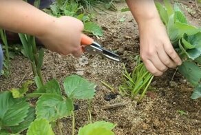 Дела на даче, которые обязательно нужно сделать в июле