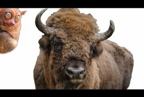 Кормим зубров на Алтае