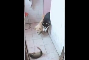 Вдвоём не так страшно бояться