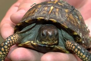 Защитники природы используют застежки бюстгальтеров, чтобы починить панцири черепах