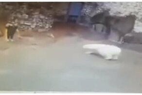 Сотрудница московского зоопарка спаслась от белой медведицы с помощью совка и веника