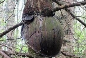 Эхо войны: 20 находок на полях сражений