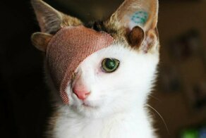 Котенок с четырьмя ушками и без глаза не верил, что кто-то его полюбит