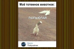 Доминируй, властвуй, попугай!