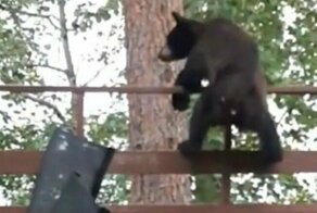 Видео: медведь эффектно прыгнул с террасы на дерево