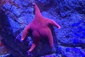 Патрик, ты ли это? Морская звезда запустила фотошоп-битву в сети