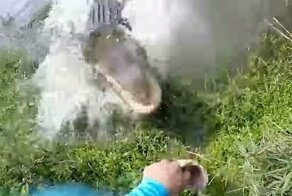 Флоридский рыбак чуть не стал добычей аллигатора