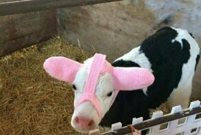 Берегите коровьи уши!