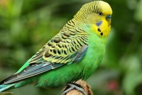 Почему попугай повторяет слова?