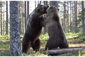 Впечатляющий бой двух медведей в лесу