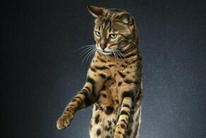 20 современных Котов в сапогах