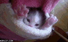 Кошачьи гифки