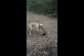 Пёс очень пожалел, что связался с муравьедом