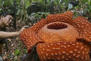 Самые фантастические растения в мире и где они обитают