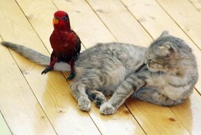 13 животных, доказывающих, что размер не имеет значения