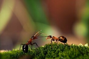 Как избавиться от муравьев на участке навсегда!