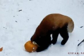 Звериные гифки