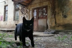 Осторожно: милые котики!