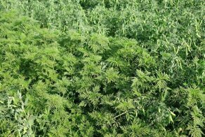 Амброзия. Охота на человека