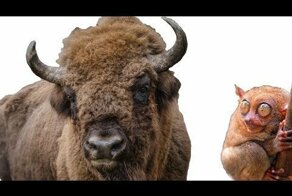 Кормим зубров белым хлебом