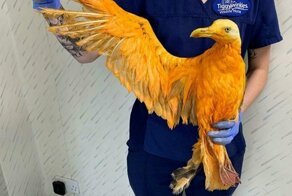 В Англии ветеринарам принесли экзотическую птицу, которая оказалась упавшей в приправу чайкой