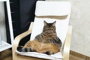 18 толстых котов, которым стоит сесть на диету