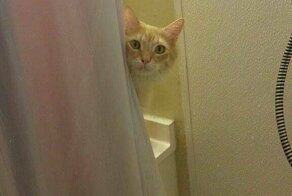 Обожающий воду кот много раз рвал шторки в ванной и хозяйка, смирившись, начала дополнять дырки рисункам