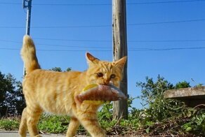 Фотоподборка