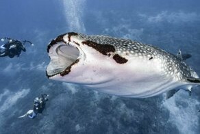 Фотографу удалось сделать снимок, на котором акула почти глотает дайвера