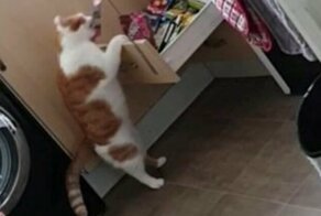 Кот научился открывать ящик с лакомствами и теперь бесцеремонно "угощается"