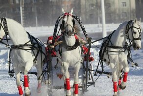 Почему в тройке лошадей две крайние всегда смотрят в стороны?