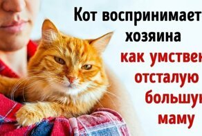 Жена хочет завести кошку, что делать?