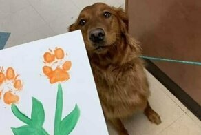 50 фотографий, которые призваны восполнить недостаток собак в вашей жизни