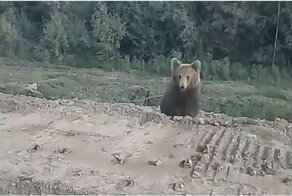 Молодой медведь атаковал пытавшихся покормить его людей