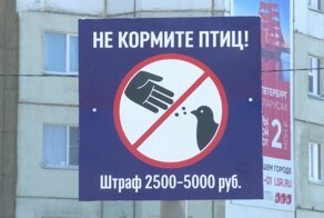 Жители Магадана изо всех сил пытаются отстоять своё право кормить голубей