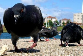 Голуби - это же летающие крысы