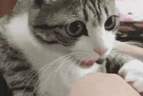 Кошачьи гифки