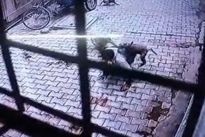 Момент нападения обезьян на мужчину попал на видео