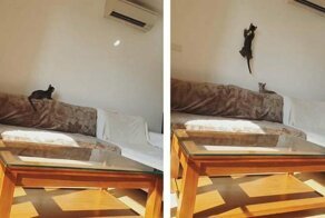 Кошки пытаются поймать неуловимого солнечного зайчика