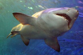 Почему в Средиземном море нет акул?