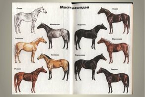 Великое множество мастей