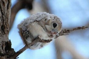 12 доказательств того, что белка-летяга — самый милый зверек на свете