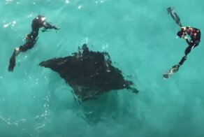 Гигантский скат попросил помощи у дайверов: видео